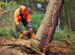 Best Lawn Dethatching  in USA